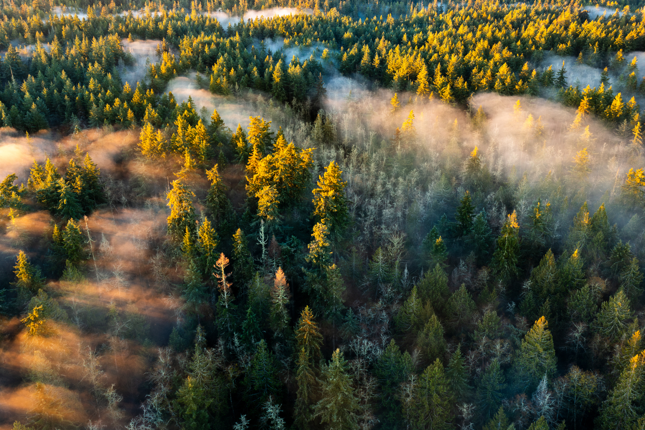 Aerial view of a dense Canadian forest